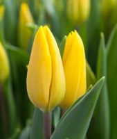 Tulip Triumph Strong Gold